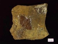植物化石藏品圖，第2張